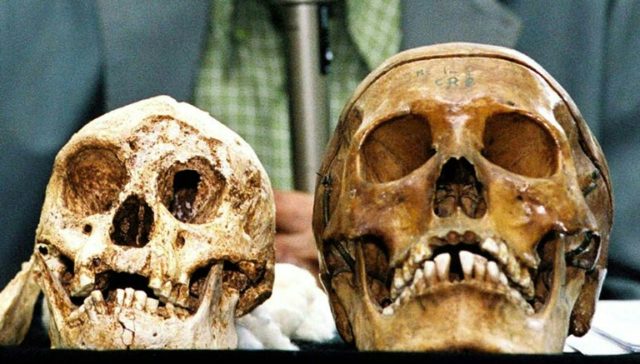 The remains of Indonesia's hobbit-sized humans (L) and modern human (R) are displayed at G