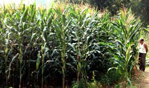 Study: Corn genome reveals 'amazing protein diversity'