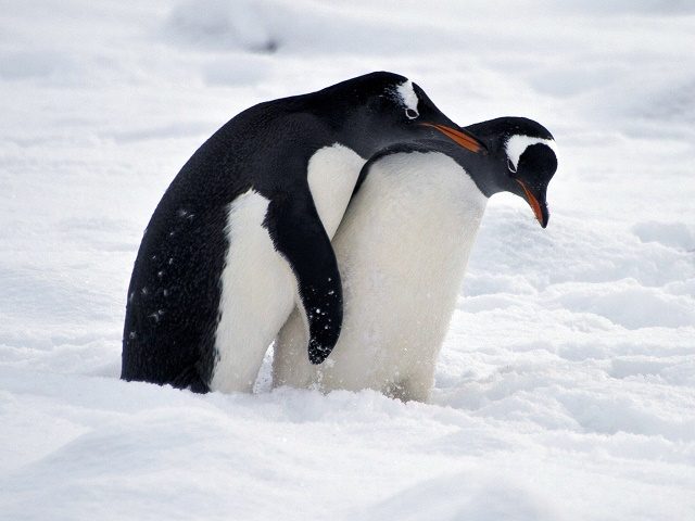 Penguins play before mating at Chile's military base Presidente Eduardo Frei, in the King George island, in Antarctica, on March 13, 2014. AFP PHOTO / VANDERLEI ALMEIDA (Photo credit should read VANDERLEI ALMEIDA/AFP/Getty Images)