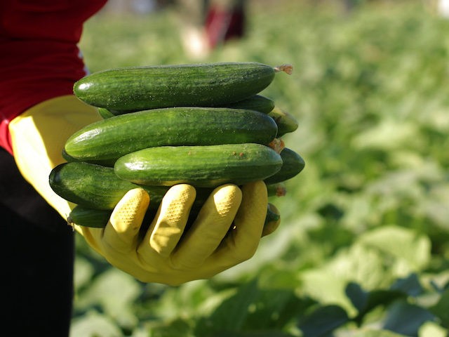 A young Palestinian farmer collects organically grown cucumbers in a field in Gaza City, o