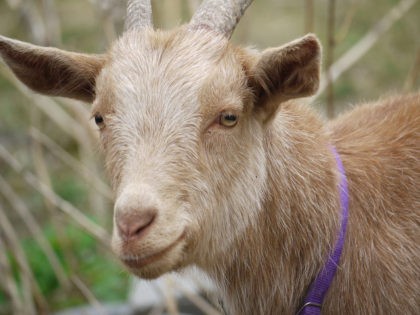Goat (Rebecca Siegel / Flickr / CC)