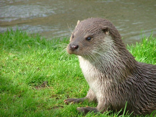 Otter_in_Southwold