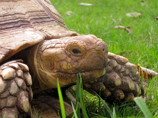 For Tortoise, Slow and Steady Wins the Race Against Sand Fire