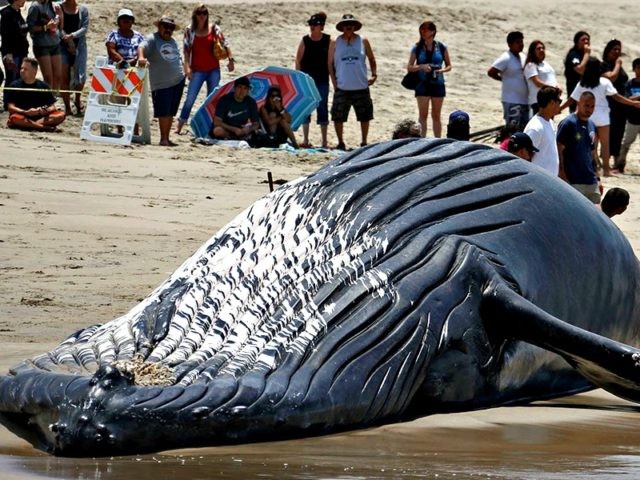 Lifeguards tie a dead humpback whale's tail after it washed ashore at Dockweiler Beac