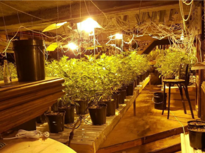 marijuana grow house in Tel Aviv
