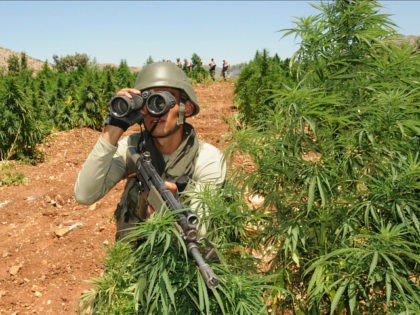 TURKEY, Diyarbakir : Turkish soldiers take position in a marijuana field during an operation on July 8, 2013 in the Lice district of the southeastern city of Diyarbakir. AFP PHOTO /MEHMET ENGIN