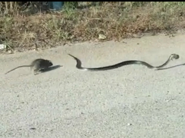 Watch: Mama Rat Saves Baby from Snake