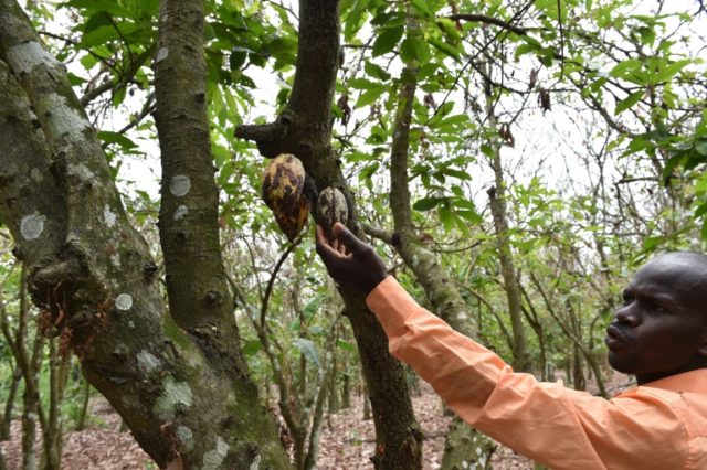A cocoa farmer points to dried cocoa pods which were damaged by a caterpillar in a cocoa p