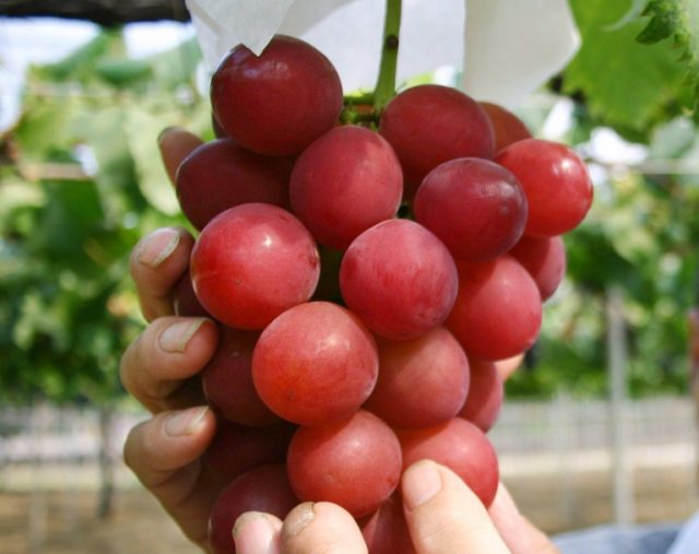 Ruby Romans are super-sweet grapes that grow to around the size of a ping pong ball