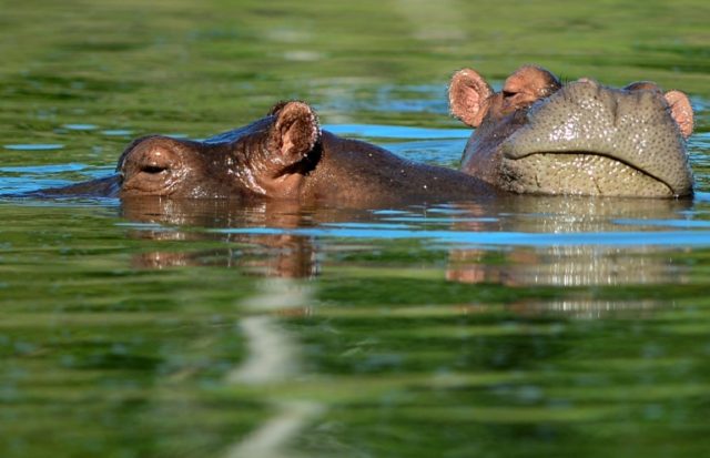 Hippos bathe at the Hacienda Napoles theme park, once the private zoo of drug kingpin Pabl