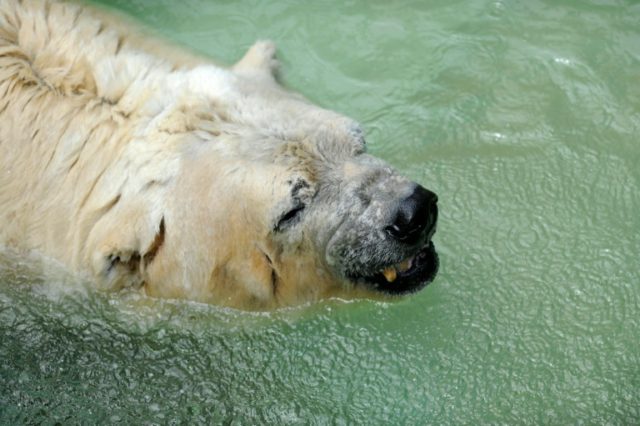 Arturo the polar bear was the latest of more than 60 animals to die over recent months at