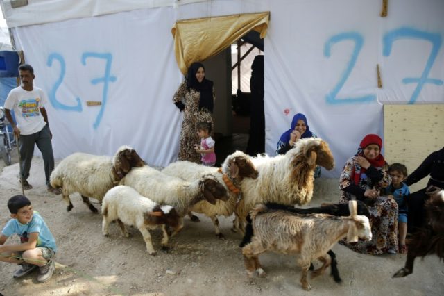 A Syrian refugee herds his livestock at an unofficial camp for refugees in the village of
