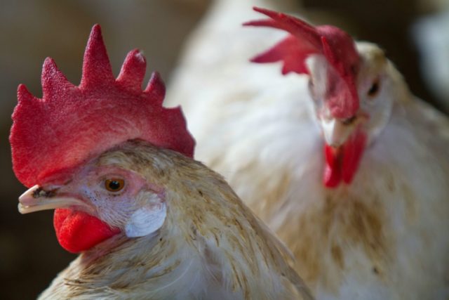 Tests carried out in three villages in Ethiopia showed that families that slept beneath a chicken in a cage overnight were mosquito-free in the morning, while homes without indoor poultry were not
