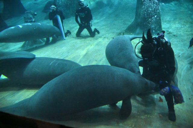 A gentle creature which can grow to up to 4.5 metres (15 feet) in length, manatees' natura