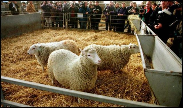 Dolly the cloned sheep developed crippling knee arthritis and died a premature death from