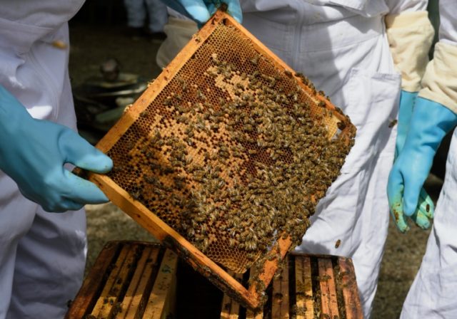 Widespread neonicotinoid use may have "inadvertent contraceptive effects" on bees which pr