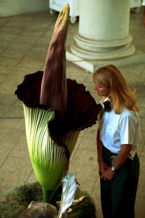 Corpse flower blooms at New York Botanical Garden for the first time since 1937