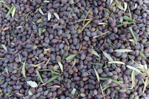 Olive oil waste yields molecules useful in chemical and food industries