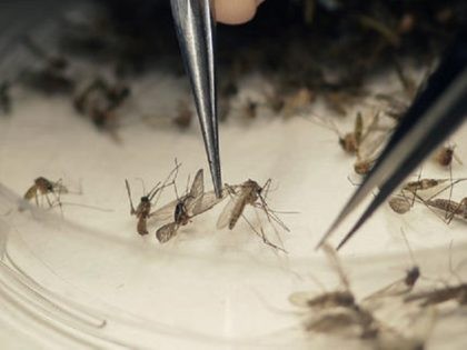 FILE-In this Feb. 11, 2016 file photo, Dallas County Mosquito Lab microbiologist Spencer Lockwood sorts mosquitos collected in a trap in Hutchins, Texas, that had been set up in Dallas County near the location of a confirmed Zika virus infection. The quest for a vaccine began less than a year …