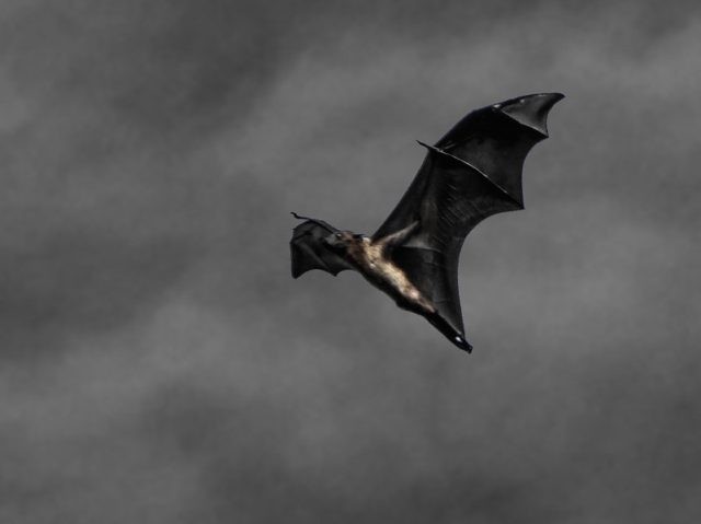 Bat in flight (Raghunath Thirumalaisamy / Flickr / CC / Cropped)