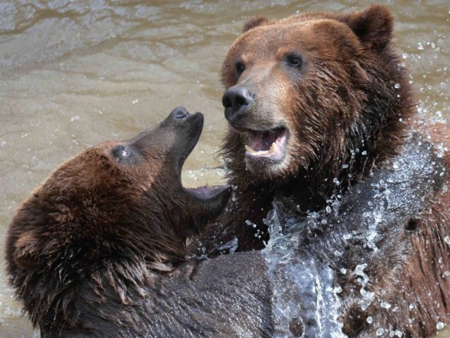 Bears (Jean-Francois Monier / AFP / Getty)