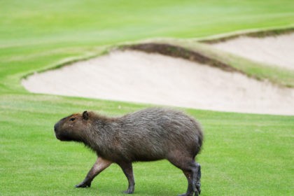 RIO DE JANEIRO, BRAZIL - AUGUST 08: A capybara crosses a fairway during a practice round during Day 3 of the Rio 2016 Olympic Games at Olympic Golf Course on August 8, 2016 in Rio de Janeiro, Brazil. (Photo by Scott Halleran/Getty Images)