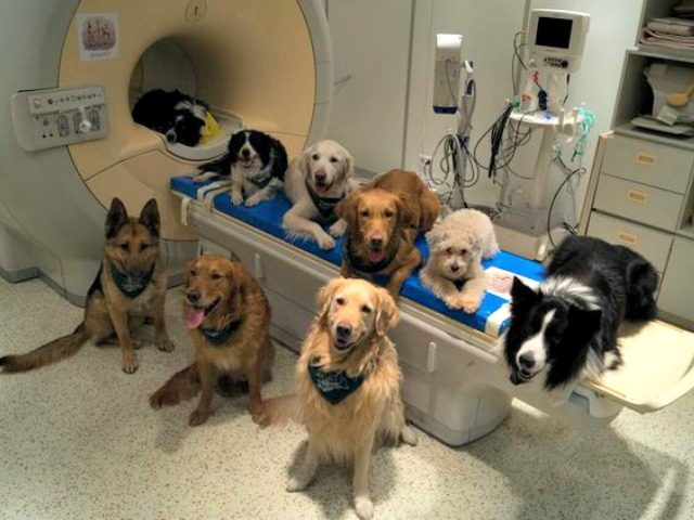 Doggie MRI Borbala FerenczyMR Research Center via AP