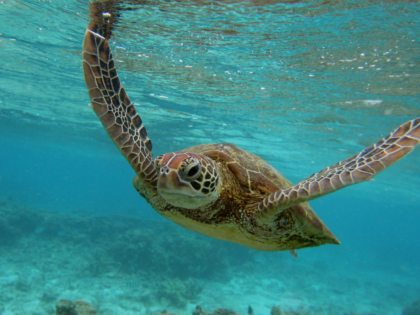 LADY ELLIOT ISLAND, AUSTRALIA - JANUARY 15: A Hawksbill sea turtle is seen swimming on Jan