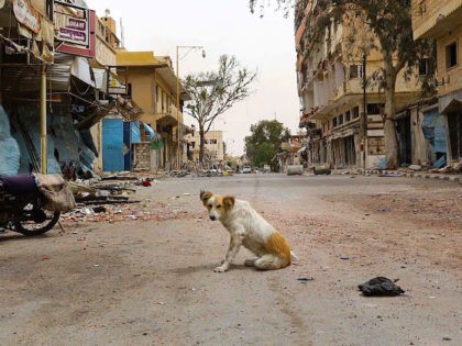 A dogs sits amidst debris in the modern town of Palmyra, adjacent to the ancient Syrian ci