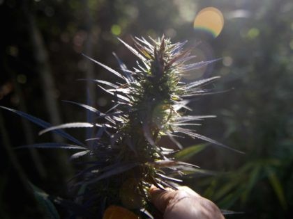 Marijuana pot farm (Raul Arboleda / Getty)
