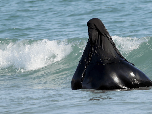 A Yemeni woman wearing the traditional head-to-toe Islamic covering swims at Al-Baraka bea