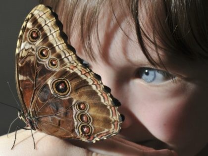 Ettie Wooldridge studies a butterfly at the Natural History Museum's 'Butterfly