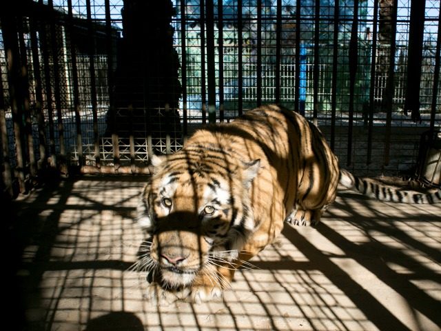 A tiger looks on from inside it's cage at a zoo in Khan Yunis, in the southern Gaza S