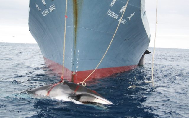 In this year's hunt the whaling fleet returned to Japan in March having killed more than 3