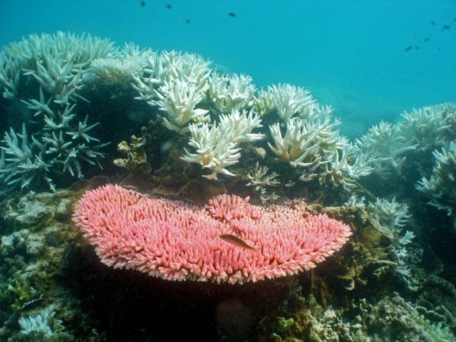 Bleaching occurs when abnormal conditions, such as warmer sea temperatures, cause corals t