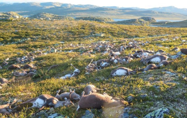 Some 323 wild reindeer lie dead after being struck by lightning on a hill side on Hardange