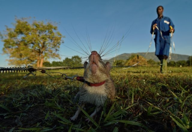 An African giant pouched rat snifs for traces of landmine explosives at APOPO's training f