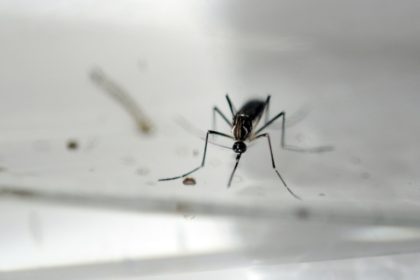 The mosquito-borne Zika virus can cause birth defects and is now spreading in the US and L