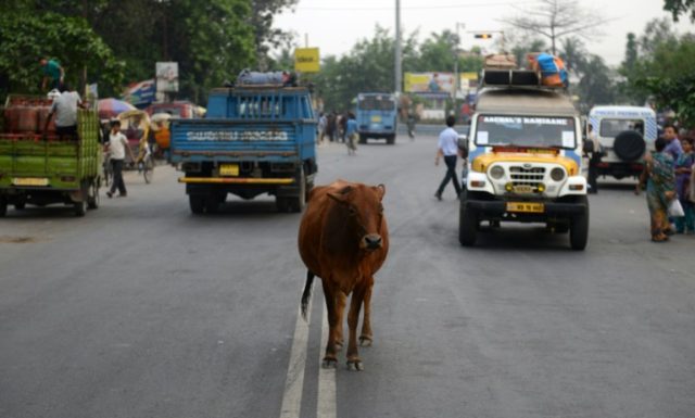 Stray cattle are a major traffic menace in India, with hundreds of bovines roaming freely