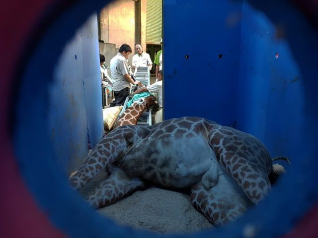 An autopsy showed the giraffe was suffering from pneumonia and anxiety from the transporta