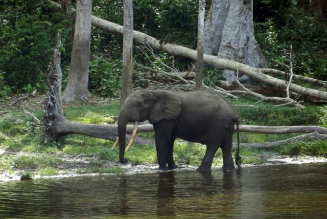 The population of Central Africa's forest elephants has been decimated by illegal hunting,