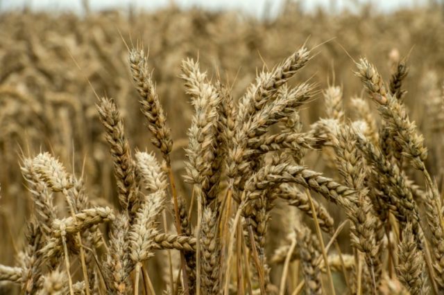 Netherlands-based Nidera trades grains and soybeans among other agricultural commodities