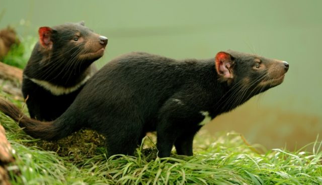 A study of the genomes of 294 Tasmanian devils, before and after their cancer emerged 20 y