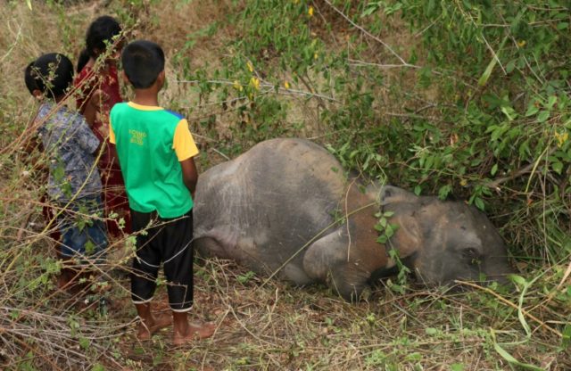 Four elephants including three calves die after being hit by a passenger train in northern