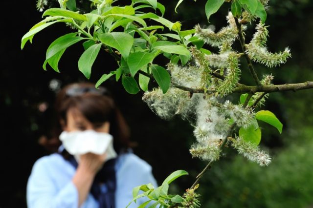 By mid-century, some 77 million people in Europe will be hit by hay fever misery, up from