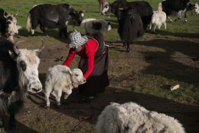 a Tibetan nomad herder handles yaks in Yushu county, in the mountains of Qinghai province