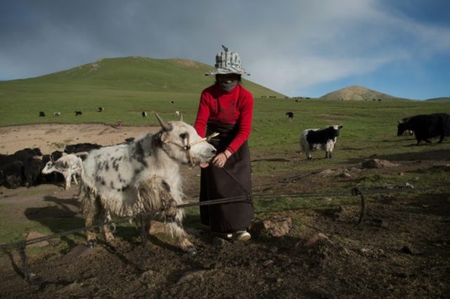 The number of Tibetans maintaining a pastoral lifestyle is dwindling, with the Chinese gov