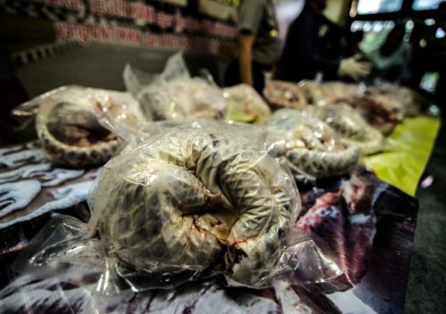 Indonesian authorities have seized more than 650 critically endangered pangolins found hid
