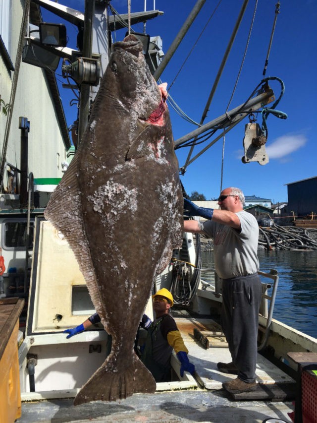 Alaska fishermen snag nearly 400pound halibut Breitbart