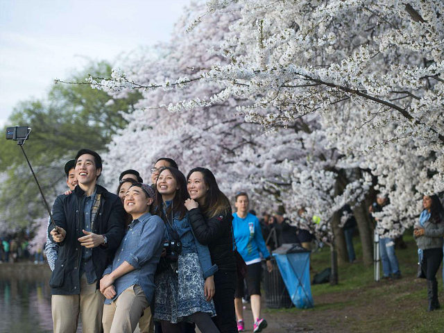 People use a 'selfie stick' as they photograph themselves in front of cherry trees as they blossom around the Tidal Basin on the National Mall in Washington, DC, April 11, 2015. The cherry blossoms, originally a gift from Japan, reached their peak bloom yesterday. AFP PHOTO / SAUL LOEB (Photo …